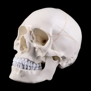 Model Ludzkiej Czaszki W Naturalnej Wielkości Anatomiczna Anatomia Szkolenia Szkielet Głowa Nauka Podręczników
