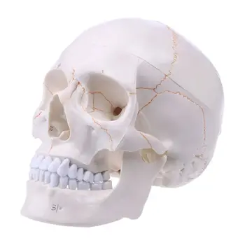 Model Ludzkiej Czaszki W Naturalnej Wielkości Anatomiczna Anatomia Szkolenia Szkielet Głowa Nauka Podręczników