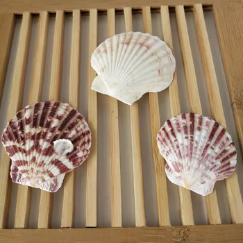 100 szt./paczka muszli Schelpen Coquillage Conchas Shell do dekoracji domu Babylon Nautical Home Marine Decor 4-7 cm muszelka