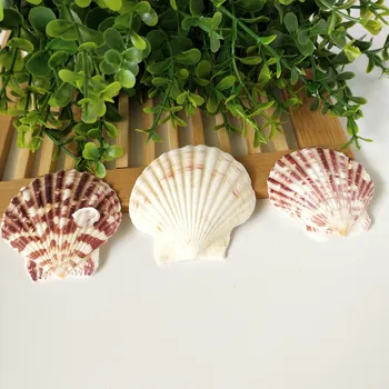 100 szt./paczka muszli Schelpen Coquillage Conchas Shell do dekoracji domu Babylon Nautical Home Marine Decor 4-7 cm muszelka