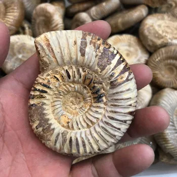 Skamieniałości amonitów morski ślimak z Madagaskaru oryginalny wzór